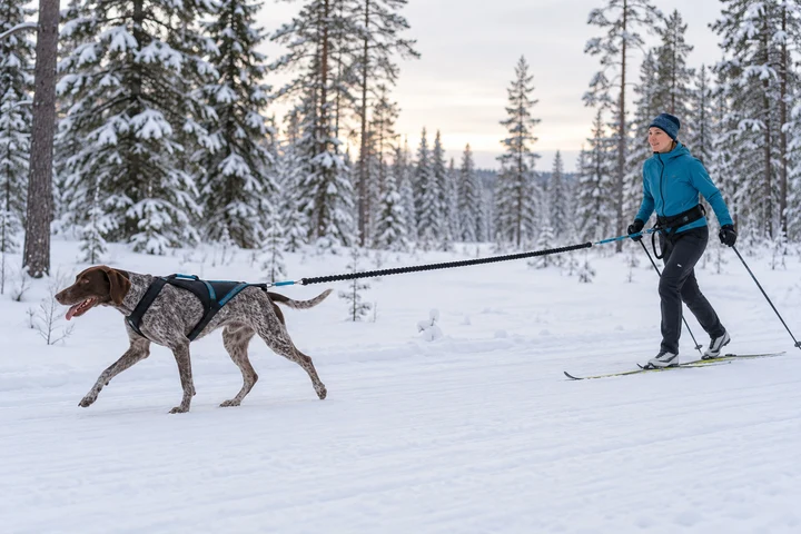 Koira etenee vetovaljaissa hiihtäjän edellä lumisella metsäuralla, joustoliina kiinnittyy hiihtäjän vyöhön.